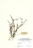 藏品(水松葉)的圖片